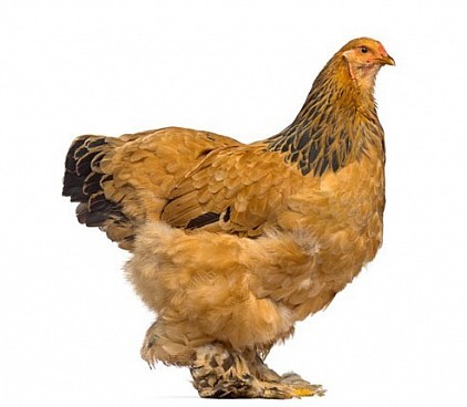 Poule Brahma