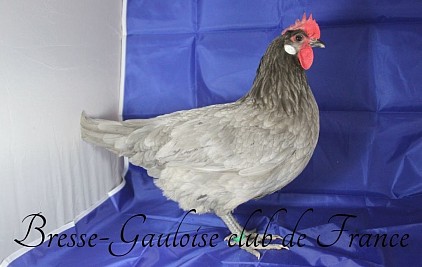 Poule Bresse-Gauloise