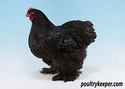 Poule cochin standard