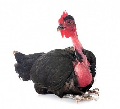 Poule Cou nu noire