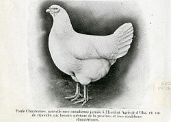 Chanteclerc dessin antique