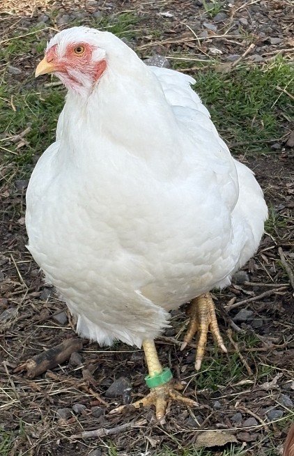 Doka poule CHANTECLER de la ferme
