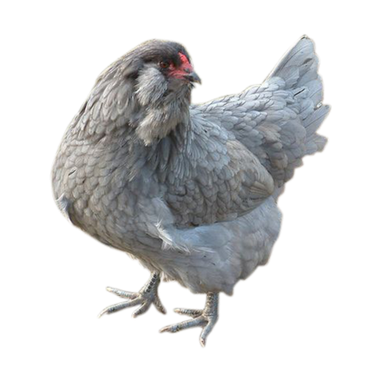 Ameraucana
