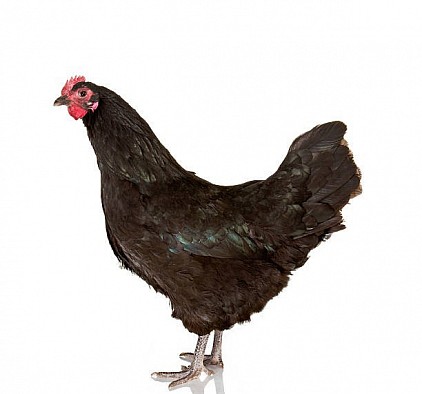 Géante de Jersey