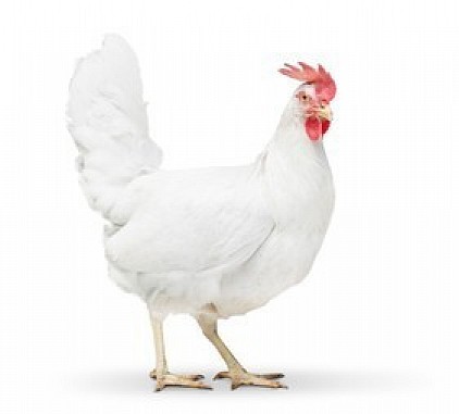 Leghorn