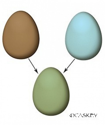 Olive egger