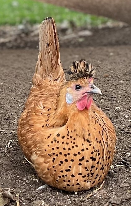 Poule Appenzeloise huppée