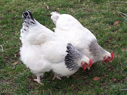 2 poules sussex Light