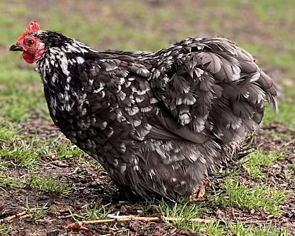 Cochin Bantam (nom à la ferme: Délima (car le nom de son plumage s’appelle caillouté))