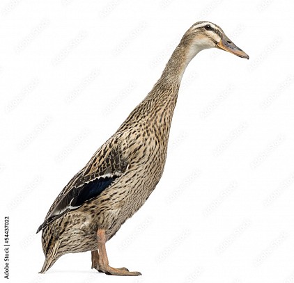 Canard: Coureur indien