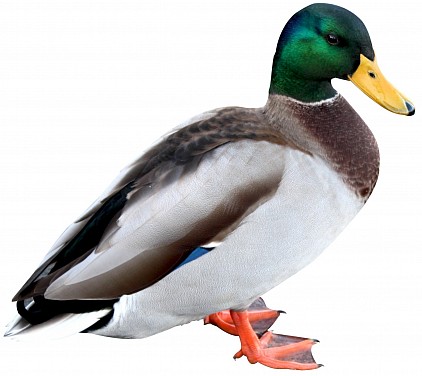 Canards: Call duck