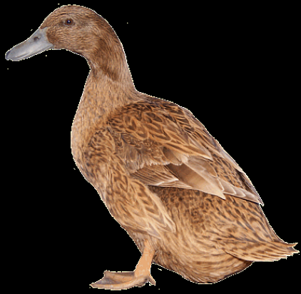 Canards: Khaki Campbell