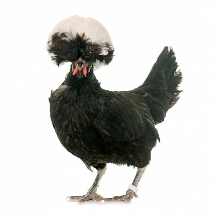 Race: Polonaise