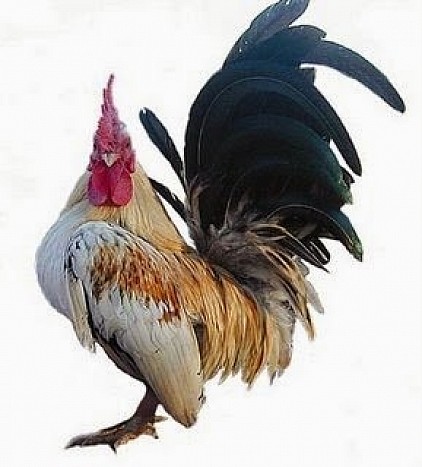 Race: Sérama coq