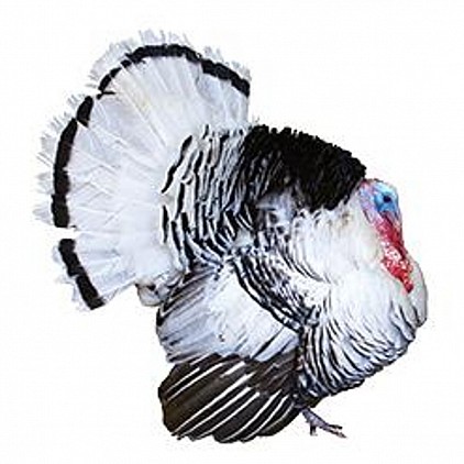 Dinde Palme Royal