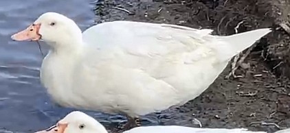 Canard Mulard