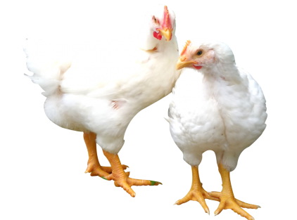Race : poules et coq pour la viande