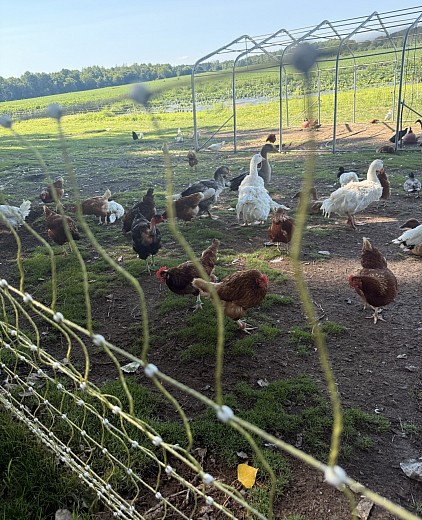 Photo du filet entourant les oiseaux de la ferme