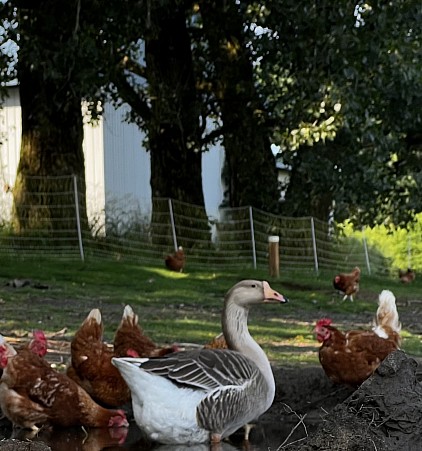 Héloïse (oie de Toulouse) et des poules en 2025