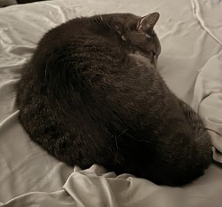 Victor