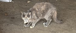 Méli en pleine chasse