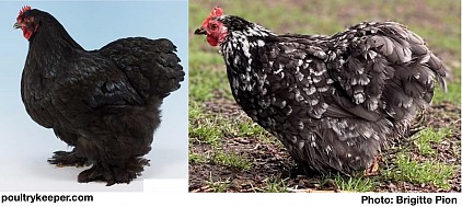 Poule Cochin standard & bantam